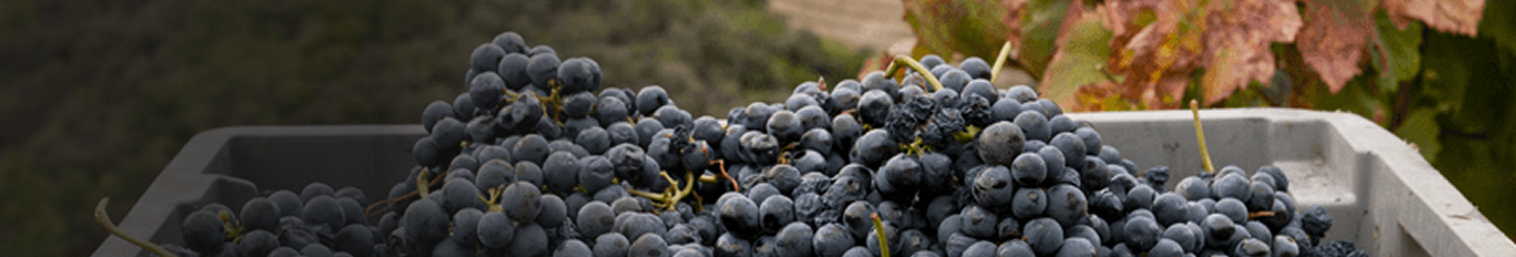 banner sobre vinhos desktop